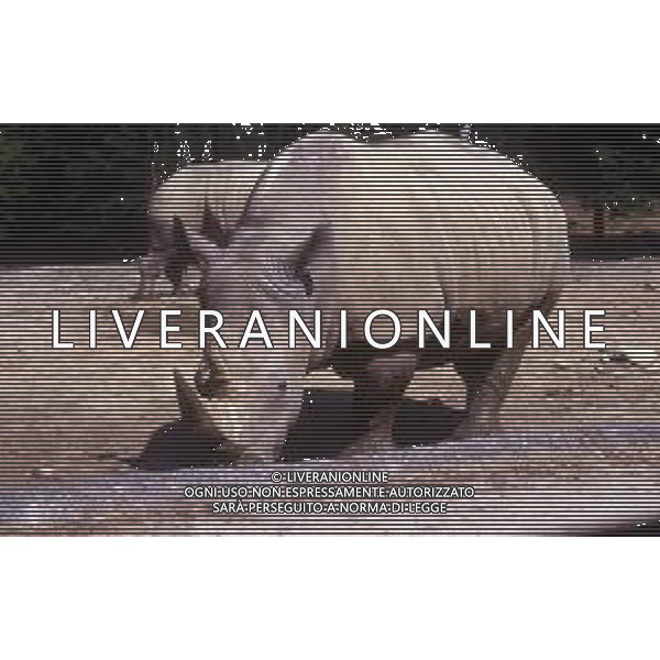 RINOCERONTE - I rinocerontidi, sono una famiglia di ungulati omeotermi dell\'ordine dei perissodattili ©ARCHIVIO / AGENZIA ALDO LIVERANI SAS