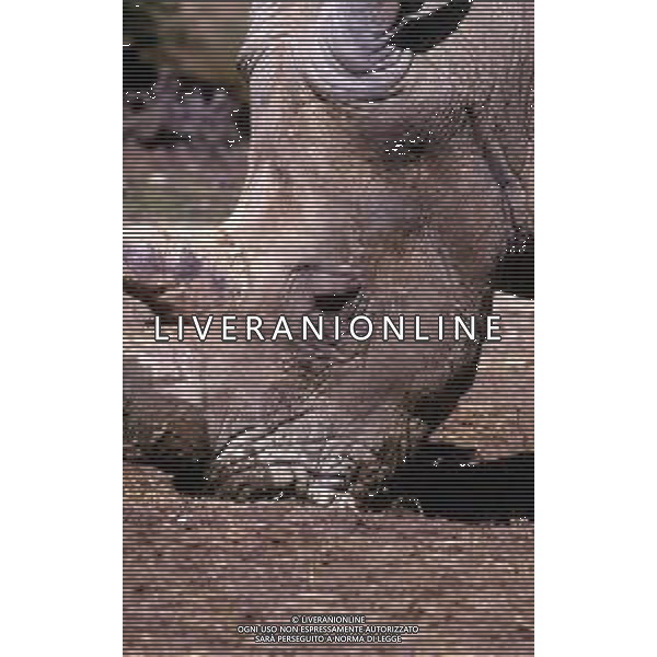 RINOCERONTE - I rinocerontidi, sono una famiglia di ungulati omeotermi dell\'ordine dei perissodattili ©ARCHIVIO / AGENZIA ALDO LIVERANI SAS