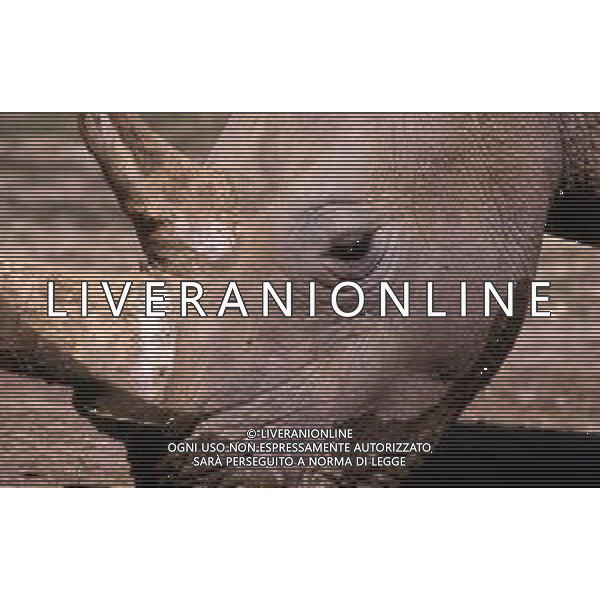 RINOCERONTE - I rinocerontidi, sono una famiglia di ungulati omeotermi dell\'ordine dei perissodattili ©ARCHIVIO / AGENZIA ALDO LIVERANI SAS