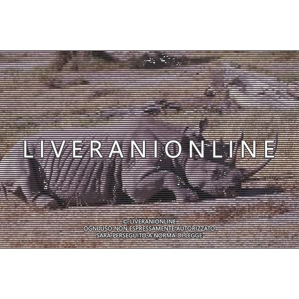 RINOCERONTE - I rinocerontidi, sono una famiglia di ungulati omeotermi dell\'ordine dei perissodattili ©ARCHIVIO / AGENZIA ALDO LIVERANI SAS