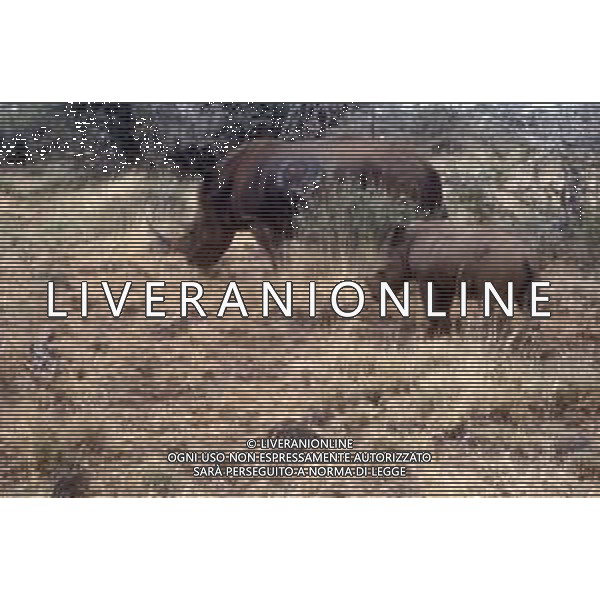 RINOCERONTE - I rinocerontidi, sono una famiglia di ungulati omeotermi dell\'ordine dei perissodattili ©ARCHIVIO / AGENZIA ALDO LIVERANI SAS