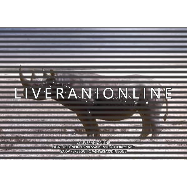 RINOCERONTE - I rinocerontidi, sono una famiglia di ungulati omeotermi dell\'ordine dei perissodattili ©ARCHIVIO / AGENZIA ALDO LIVERANI SAS