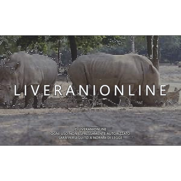 RINOCERONTE - I rinocerontidi, sono una famiglia di ungulati omeotermi dell\'ordine dei perissodattili ©ARCHIVIO / AGENZIA ALDO LIVERANI SAS