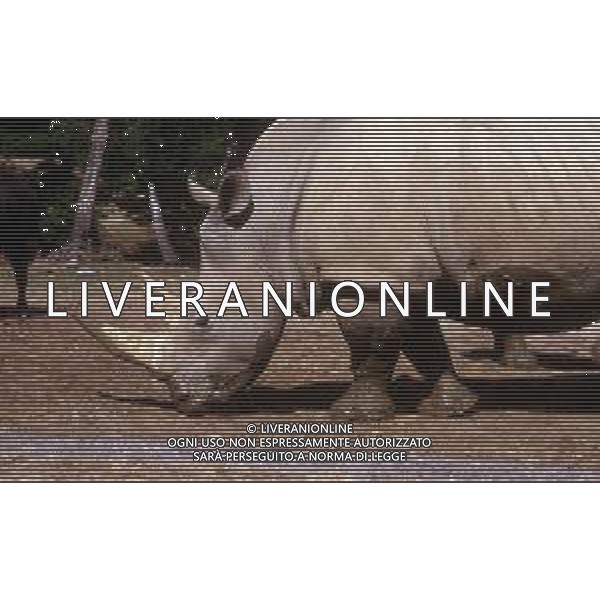 RINOCERONTE - I rinocerontidi, sono una famiglia di ungulati omeotermi dell\'ordine dei perissodattili ©ARCHIVIO / AGENZIA ALDO LIVERANI SAS