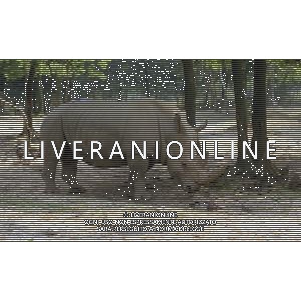 RINOCERONTE - I rinocerontidi, sono una famiglia di ungulati omeotermi dell\'ordine dei perissodattili ©ARCHIVIO / AGENZIA ALDO LIVERANI SAS