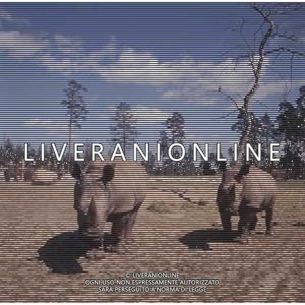 RINOCERONTE - I rinocerontidi, sono una famiglia di ungulati omeotermi dell\'ordine dei perissodattili ©ARCHIVIO / AGENZIA ALDO LIVERANI SAS