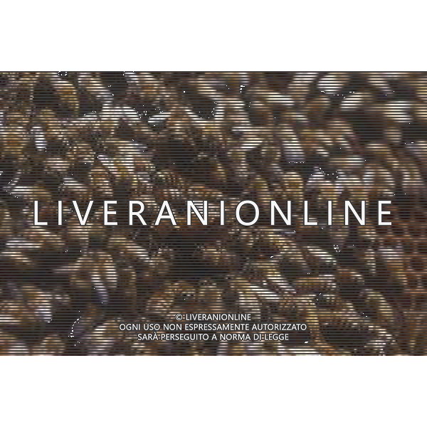 API- INSETTO -Apis è un genere di insetti sociali della famiglia Apidae. È l\'unico genere della tribù Apini. Due delle specie comprese nel genere possono essere allevate dall\'uomo ovvero Apis mellifera e Apis cerana AG ALDO LIVERANI SAS