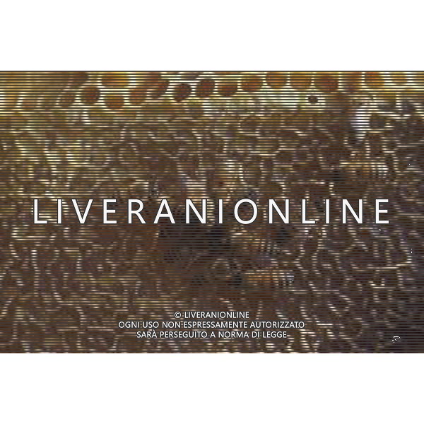 API- INSETTO -Apis è un genere di insetti sociali della famiglia Apidae. È l\'unico genere della tribù Apini. Due delle specie comprese nel genere possono essere allevate dall\'uomo ovvero Apis mellifera e Apis cerana AG ALDO LIVERANI SAS