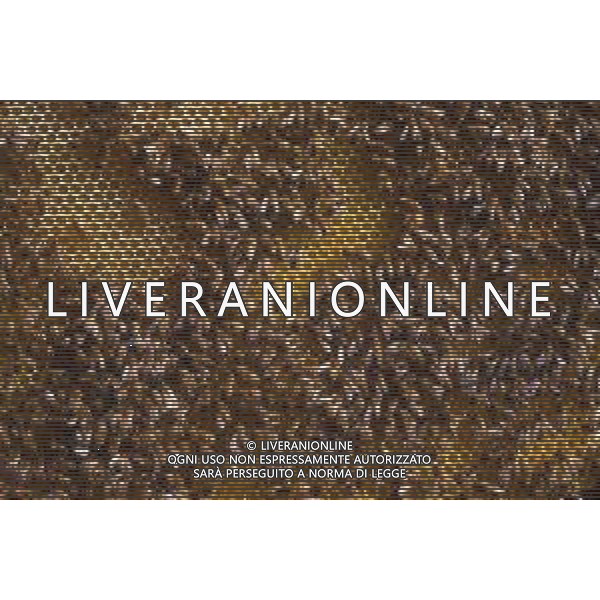 API- INSETTO -Apis è un genere di insetti sociali della famiglia Apidae. È l\'unico genere della tribù Apini. Due delle specie comprese nel genere possono essere allevate dall\'uomo ovvero Apis mellifera e Apis cerana AG ALDO LIVERANI SAS