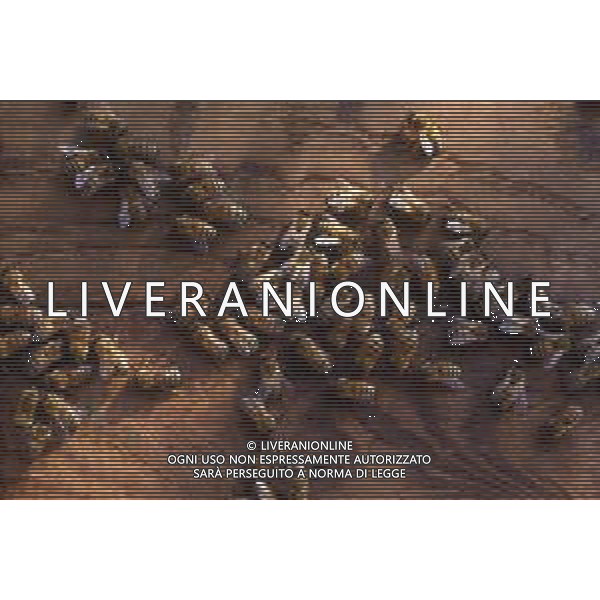 API- INSETTO -Apis è un genere di insetti sociali della famiglia Apidae. È l\'unico genere della tribù Apini. Due delle specie comprese nel genere possono essere allevate dall\'uomo ovvero Apis mellifera e Apis cerana AG ALDO LIVERANI SAS