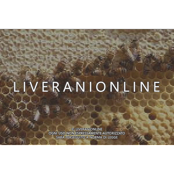 API- INSETTO -Apis è un genere di insetti sociali della famiglia Apidae. È l\'unico genere della tribù Apini. Due delle specie comprese nel genere possono essere allevate dall\'uomo ovvero Apis mellifera e Apis cerana AG ALDO LIVERANI SAS