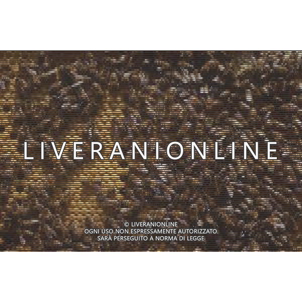 API- INSETTO -Apis è un genere di insetti sociali della famiglia Apidae. È l\'unico genere della tribù Apini. Due delle specie comprese nel genere possono essere allevate dall\'uomo ovvero Apis mellifera e Apis cerana AG ALDO LIVERANI SAS