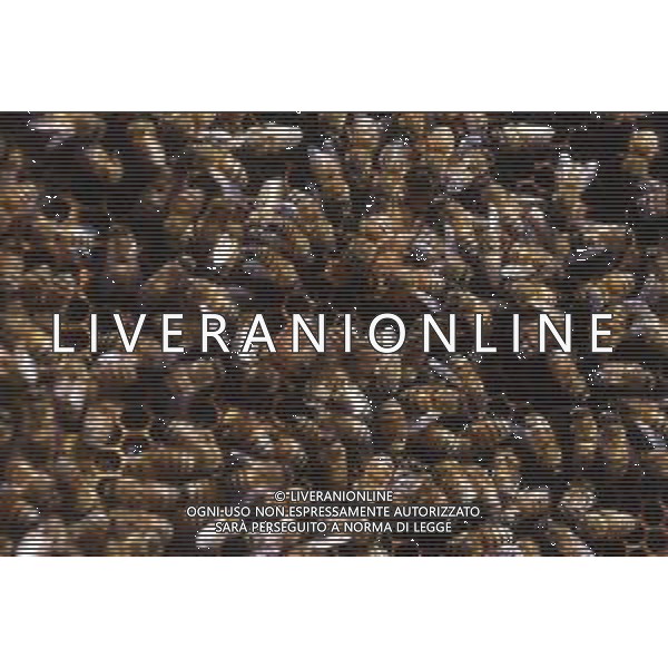 API- INSETTO -Apis è un genere di insetti sociali della famiglia Apidae. È l\'unico genere della tribù Apini. Due delle specie comprese nel genere possono essere allevate dall\'uomo ovvero Apis mellifera e Apis cerana AG ALDO LIVERANI SAS