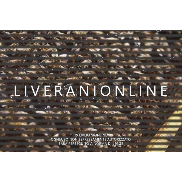 API- INSETTO -Apis è un genere di insetti sociali della famiglia Apidae. È l\'unico genere della tribù Apini. Due delle specie comprese nel genere possono essere allevate dall\'uomo ovvero Apis mellifera e Apis cerana AG ALDO LIVERANI SAS