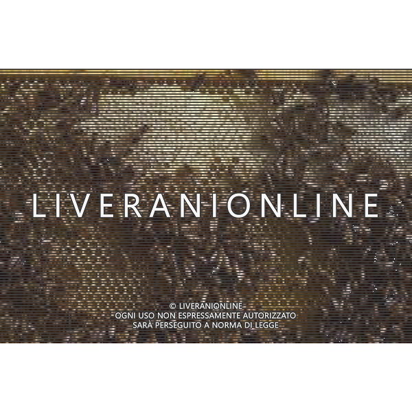 API- INSETTO -Apis è un genere di insetti sociali della famiglia Apidae. È l\'unico genere della tribù Apini. Due delle specie comprese nel genere possono essere allevate dall\'uomo ovvero Apis mellifera e Apis cerana AG ALDO LIVERANI SAS