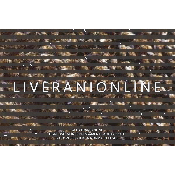 API- INSETTO -Apis è un genere di insetti sociali della famiglia Apidae. È l\'unico genere della tribù Apini. Due delle specie comprese nel genere possono essere allevate dall\'uomo ovvero Apis mellifera e Apis cerana AG ALDO LIVERANI SAS
