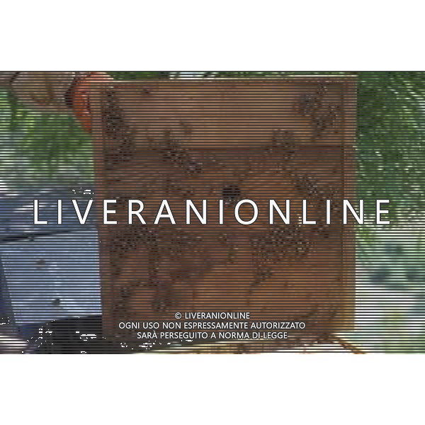 API- INSETTO -Apis è un genere di insetti sociali della famiglia Apidae. È l\'unico genere della tribù Apini. Due delle specie comprese nel genere possono essere allevate dall\'uomo ovvero Apis mellifera e Apis cerana AG ALDO LIVERANI SAS