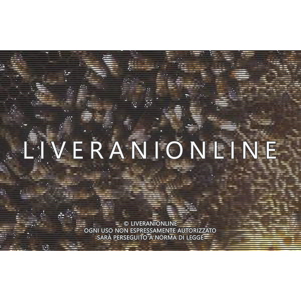 API- INSETTO -Apis è un genere di insetti sociali della famiglia Apidae. È l\'unico genere della tribù Apini. Due delle specie comprese nel genere possono essere allevate dall\'uomo ovvero Apis mellifera e Apis cerana AG ALDO LIVERANI SAS