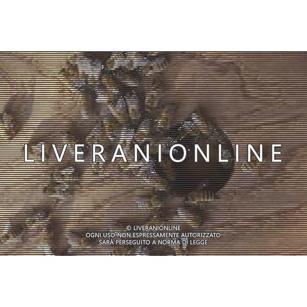 API- INSETTO -Apis è un genere di insetti sociali della famiglia Apidae. È l\'unico genere della tribù Apini. Due delle specie comprese nel genere possono essere allevate dall\'uomo ovvero Apis mellifera e Apis cerana AG ALDO LIVERANI SAS