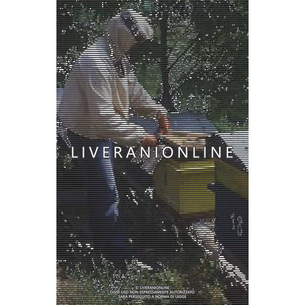 API- INSETTO -Apis è un genere di insetti sociali della famiglia Apidae. È l\'unico genere della tribù Apini. Due delle specie comprese nel genere possono essere allevate dall\'uomo ovvero Apis mellifera e Apis cerana AG ALDO LIVERANI SAS