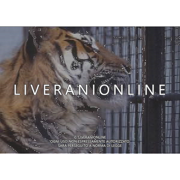 TIGRE-La tigre è un mammifero carnivoro della famiglia dei felidi. È il più grande dei cosiddetti "grandi felini" che costituiscono il genere Panthera. È un cosiddetto predatore alfa, ovvero si colloca all\'apice della catena alimentare, non avendo predatori in natura, a parte l\'uomo AG ALDO LIVERANI SAS