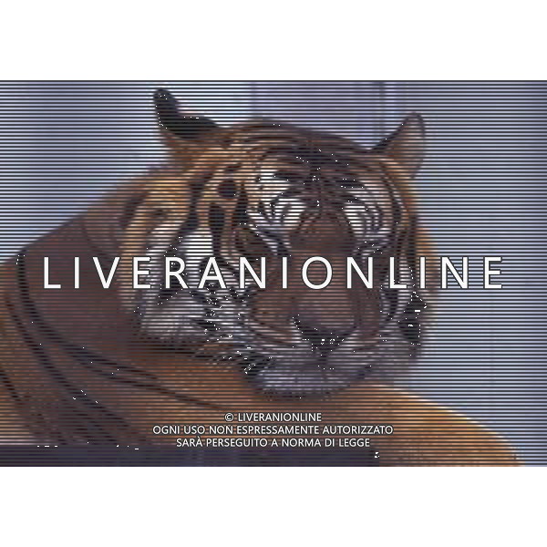 TIGRE-La tigre è un mammifero carnivoro della famiglia dei felidi. È il più grande dei cosiddetti "grandi felini" che costituiscono il genere Panthera. È un cosiddetto predatore alfa, ovvero si colloca all\'apice della catena alimentare, non avendo predatori in natura, a parte l\'uomo AG ALDO LIVERANI SAS