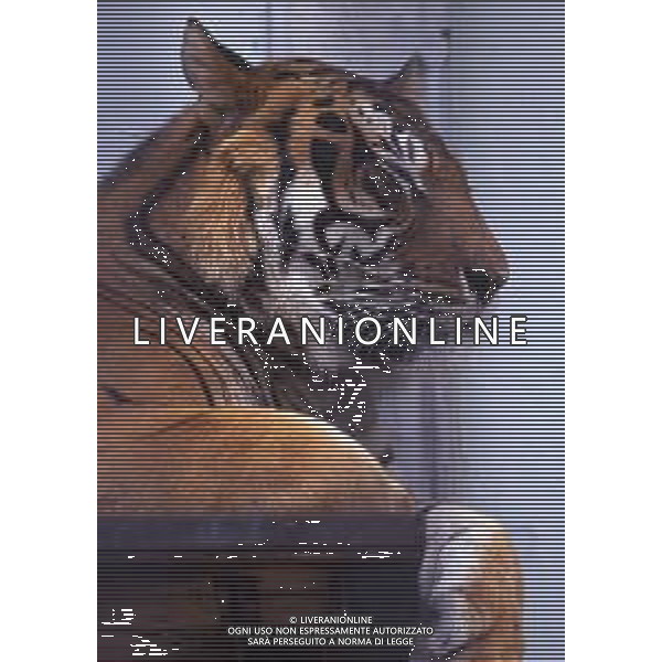 TIGRE-La tigre è un mammifero carnivoro della famiglia dei felidi. È il più grande dei cosiddetti "grandi felini" che costituiscono il genere Panthera. È un cosiddetto predatore alfa, ovvero si colloca all\'apice della catena alimentare, non avendo predatori in natura, a parte l\'uomo AG ALDO LIVERANI SAS