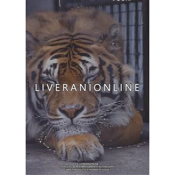 TIGRE-La tigre è un mammifero carnivoro della famiglia dei felidi. È il più grande dei cosiddetti "grandi felini" che costituiscono il genere Panthera. È un cosiddetto predatore alfa, ovvero si colloca all\'apice della catena alimentare, non avendo predatori in natura, a parte l\'uomo AG ALDO LIVERANI SAS
