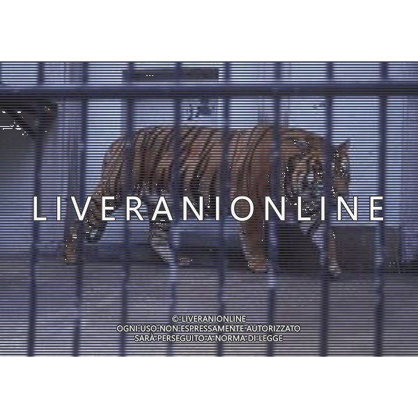 TIGRE-La tigre è un mammifero carnivoro della famiglia dei felidi. È il più grande dei cosiddetti "grandi felini" che costituiscono il genere Panthera. È un cosiddetto predatore alfa, ovvero si colloca all\'apice della catena alimentare, non avendo predatori in natura, a parte l\'uomo AG ALDO LIVERANI SAS