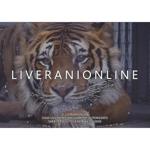 TIGRE-La tigre è un mammifero carnivoro della famiglia dei felidi. È il più grande dei cosiddetti "grandi felini" che costituiscono il genere Panthera. È un cosiddetto predatore alfa, ovvero si colloca all\'apice della catena alimentare, non avendo predatori in natura, a parte l\'uomo AG ALDO LIVERANI SAS