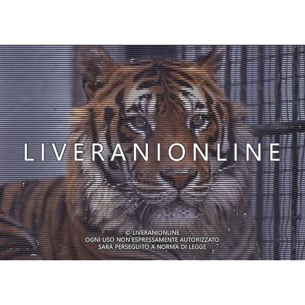 TIGRE-La tigre è un mammifero carnivoro della famiglia dei felidi. È il più grande dei cosiddetti "grandi felini" che costituiscono il genere Panthera. È un cosiddetto predatore alfa, ovvero si colloca all\'apice della catena alimentare, non avendo predatori in natura, a parte l\'uomo AG ALDO LIVERANI SAS