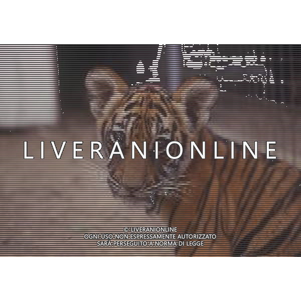 TIGRE-La tigre è un mammifero carnivoro della famiglia dei felidi. È il più grande dei cosiddetti "grandi felini" che costituiscono il genere Panthera. È un cosiddetto predatore alfa, ovvero si colloca all\'apice della catena alimentare, non avendo predatori in natura, a parte l\'uomo AG ALDO LIVERANI SAS