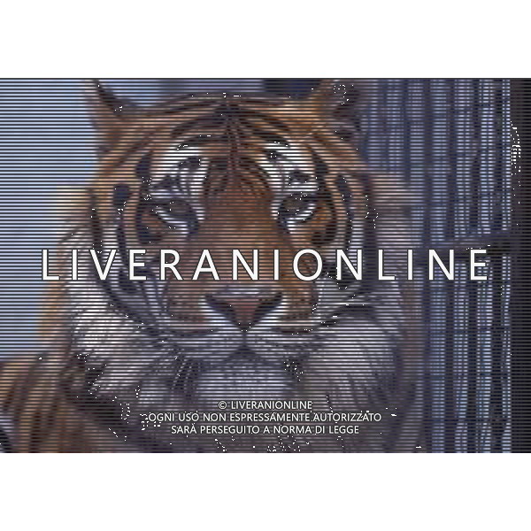 TIGRE-La tigre è un mammifero carnivoro della famiglia dei felidi. È il più grande dei cosiddetti "grandi felini" che costituiscono il genere Panthera. È un cosiddetto predatore alfa, ovvero si colloca all\'apice della catena alimentare, non avendo predatori in natura, a parte l\'uomo AG ALDO LIVERANI SAS