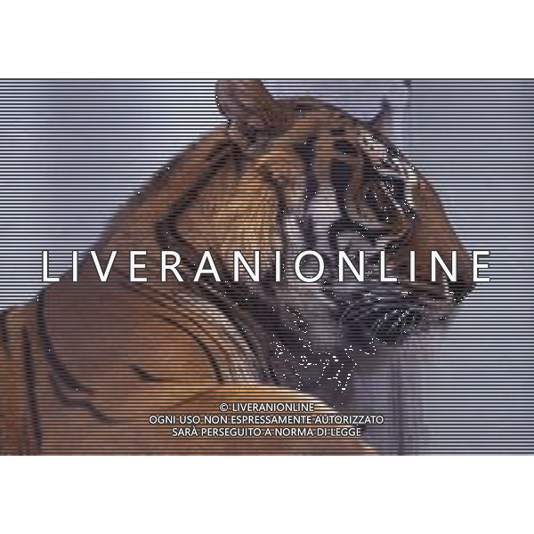 TIGRE-La tigre è un mammifero carnivoro della famiglia dei felidi. È il più grande dei cosiddetti "grandi felini" che costituiscono il genere Panthera. È un cosiddetto predatore alfa, ovvero si colloca all\'apice della catena alimentare, non avendo predatori in natura, a parte l\'uomo AG ALDO LIVERANI SAS