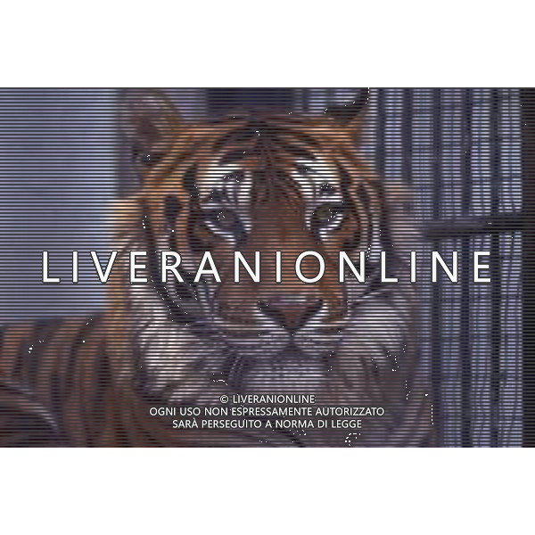 TIGRE-La tigre è un mammifero carnivoro della famiglia dei felidi. È il più grande dei cosiddetti "grandi felini" che costituiscono il genere Panthera. È un cosiddetto predatore alfa, ovvero si colloca all\'apice della catena alimentare, non avendo predatori in natura, a parte l\'uomo AG ALDO LIVERANI SAS