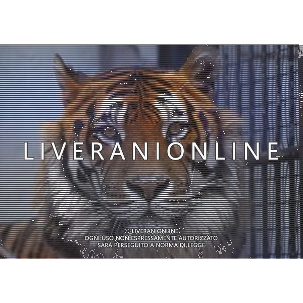 TIGRE-La tigre è un mammifero carnivoro della famiglia dei felidi. È il più grande dei cosiddetti "grandi felini" che costituiscono il genere Panthera. È un cosiddetto predatore alfa, ovvero si colloca all\'apice della catena alimentare, non avendo predatori in natura, a parte l\'uomo AG ALDO LIVERANI SAS