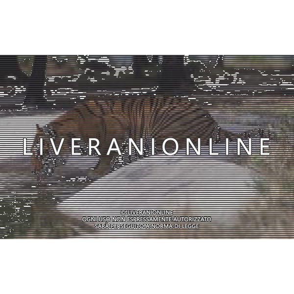 TIGRE-La tigre è un mammifero carnivoro della famiglia dei felidi. È il più grande dei cosiddetti "grandi felini" che costituiscono il genere Panthera. È un cosiddetto predatore alfa, ovvero si colloca all\'apice della catena alimentare, non avendo predatori in natura, a parte l\'uomo AG ALDO LIVERANI SAS