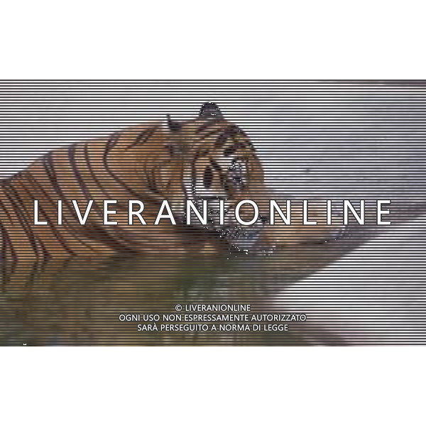 TIGRE-La tigre è un mammifero carnivoro della famiglia dei felidi. È il più grande dei cosiddetti "grandi felini" che costituiscono il genere Panthera. È un cosiddetto predatore alfa, ovvero si colloca all\'apice della catena alimentare, non avendo predatori in natura, a parte l\'uomo AG ALDO LIVERANI SAS