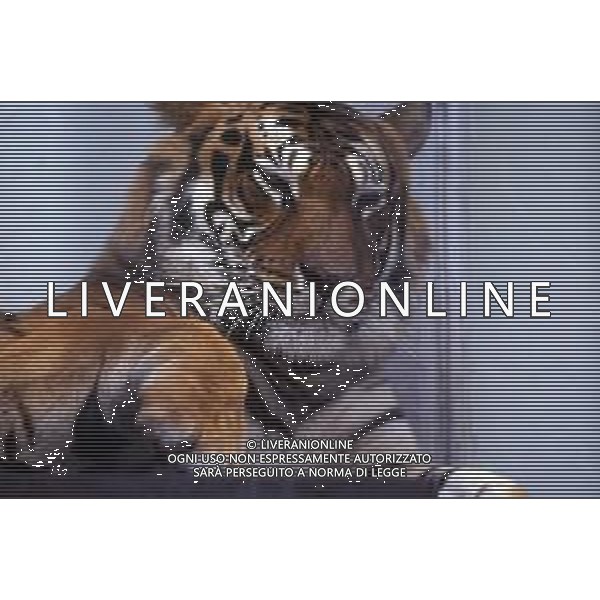 TIGRE-La tigre è un mammifero carnivoro della famiglia dei felidi. È il più grande dei cosiddetti "grandi felini" che costituiscono il genere Panthera. È un cosiddetto predatore alfa, ovvero si colloca all\'apice della catena alimentare, non avendo predatori in natura, a parte l\'uomo AG ALDO LIVERANI SAS