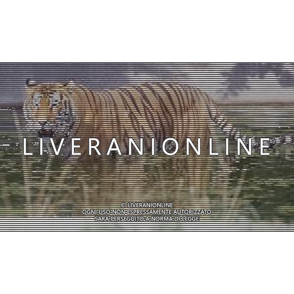 TIGRE-La tigre è un mammifero carnivoro della famiglia dei felidi. È il più grande dei cosiddetti "grandi felini" che costituiscono il genere Panthera. È un cosiddetto predatore alfa, ovvero si colloca all\'apice della catena alimentare, non avendo predatori in natura, a parte l\'uomo AG ALDO LIVERANI SAS