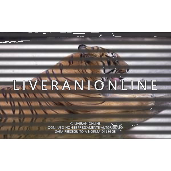 TIGRE-La tigre è un mammifero carnivoro della famiglia dei felidi. È il più grande dei cosiddetti "grandi felini" che costituiscono il genere Panthera. È un cosiddetto predatore alfa, ovvero si colloca all\'apice della catena alimentare, non avendo predatori in natura, a parte l\'uomo AG ALDO LIVERANI SAS