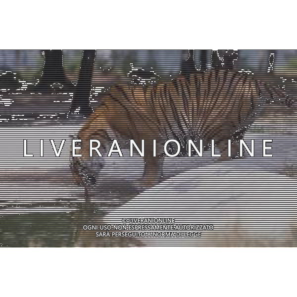 TIGRE-La tigre è un mammifero carnivoro della famiglia dei felidi. È il più grande dei cosiddetti "grandi felini" che costituiscono il genere Panthera. È un cosiddetto predatore alfa, ovvero si colloca all\'apice della catena alimentare, non avendo predatori in natura, a parte l\'uomo AG ALDO LIVERANI SAS