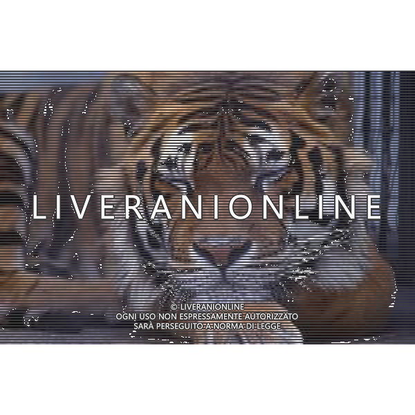 TIGRE-La tigre è un mammifero carnivoro della famiglia dei felidi. È il più grande dei cosiddetti "grandi felini" che costituiscono il genere Panthera. È un cosiddetto predatore alfa, ovvero si colloca all\'apice della catena alimentare, non avendo predatori in natura, a parte l\'uomo AG ALDO LIVERANI SAS