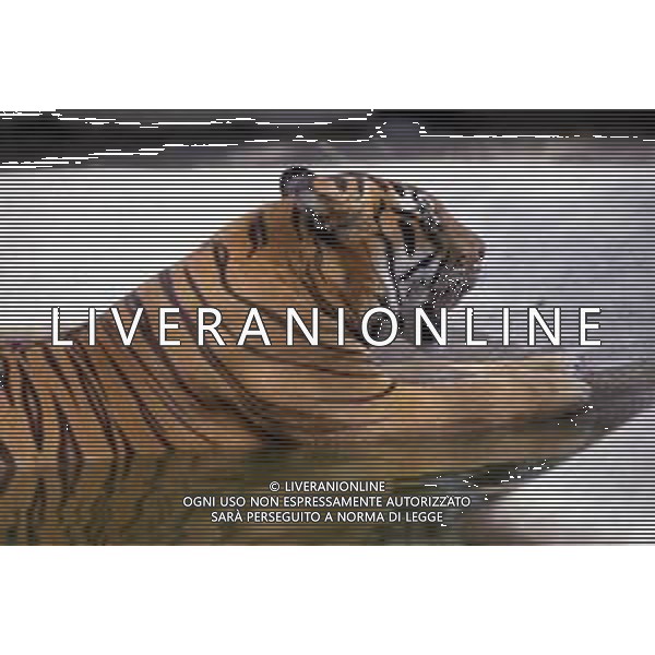 TIGRE-La tigre è un mammifero carnivoro della famiglia dei felidi. È il più grande dei cosiddetti "grandi felini" che costituiscono il genere Panthera. È un cosiddetto predatore alfa, ovvero si colloca all\'apice della catena alimentare, non avendo predatori in natura, a parte l\'uomo AG ALDO LIVERANI SAS
