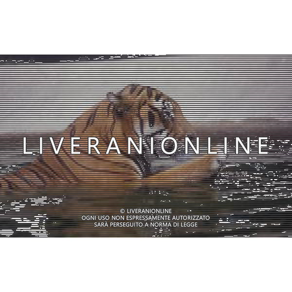 TIGRE-La tigre è un mammifero carnivoro della famiglia dei felidi. È il più grande dei cosiddetti "grandi felini" che costituiscono il genere Panthera. È un cosiddetto predatore alfa, ovvero si colloca all\'apice della catena alimentare, non avendo predatori in natura, a parte l\'uomo AG ALDO LIVERANI SAS