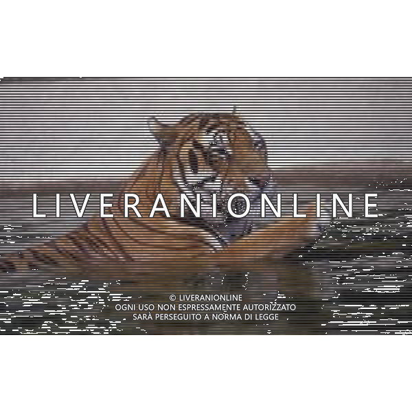 TIGRE-La tigre è un mammifero carnivoro della famiglia dei felidi. È il più grande dei cosiddetti "grandi felini" che costituiscono il genere Panthera. È un cosiddetto predatore alfa, ovvero si colloca all\'apice della catena alimentare, non avendo predatori in natura, a parte l\'uomo AG ALDO LIVERANI SAS