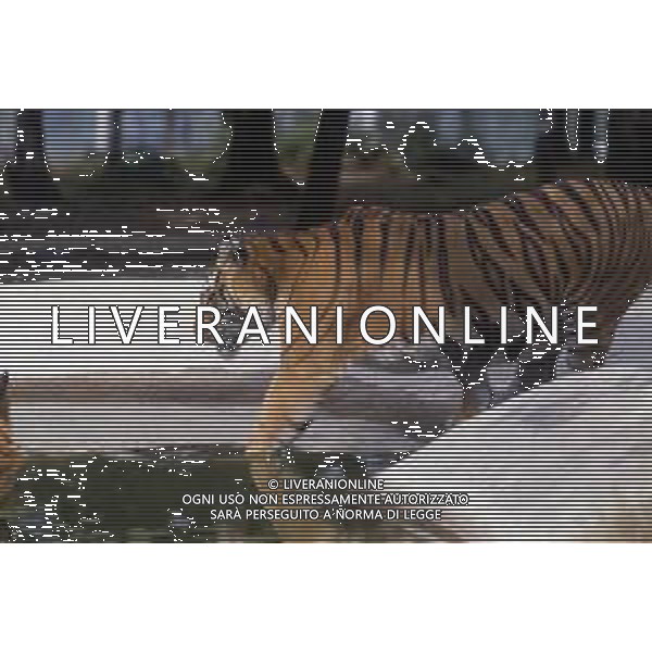 TIGRE-La tigre è un mammifero carnivoro della famiglia dei felidi. È il più grande dei cosiddetti "grandi felini" che costituiscono il genere Panthera. È un cosiddetto predatore alfa, ovvero si colloca all\'apice della catena alimentare, non avendo predatori in natura, a parte l\'uomo AG ALDO LIVERANI SAS
