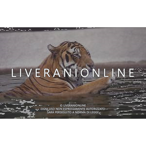 TIGRE-La tigre è un mammifero carnivoro della famiglia dei felidi. È il più grande dei cosiddetti "grandi felini" che costituiscono il genere Panthera. È un cosiddetto predatore alfa, ovvero si colloca all\'apice della catena alimentare, non avendo predatori in natura, a parte l\'uomo AG ALDO LIVERANI SAS