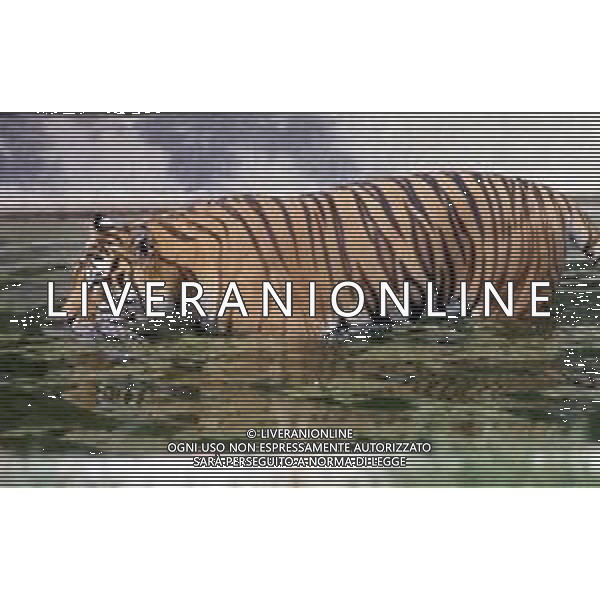 TIGRE-La tigre è un mammifero carnivoro della famiglia dei felidi. È il più grande dei cosiddetti "grandi felini" che costituiscono il genere Panthera. È un cosiddetto predatore alfa, ovvero si colloca all\'apice della catena alimentare, non avendo predatori in natura, a parte l\'uomo AG ALDO LIVERANI SAS