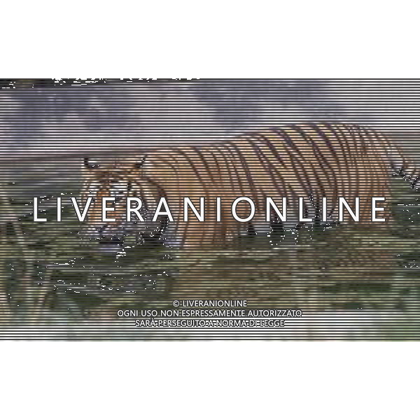 TIGRE-La tigre è un mammifero carnivoro della famiglia dei felidi. È il più grande dei cosiddetti "grandi felini" che costituiscono il genere Panthera. È un cosiddetto predatore alfa, ovvero si colloca all\'apice della catena alimentare, non avendo predatori in natura, a parte l\'uomo AG ALDO LIVERANI SAS